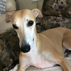 Meet your Posher, Tricia